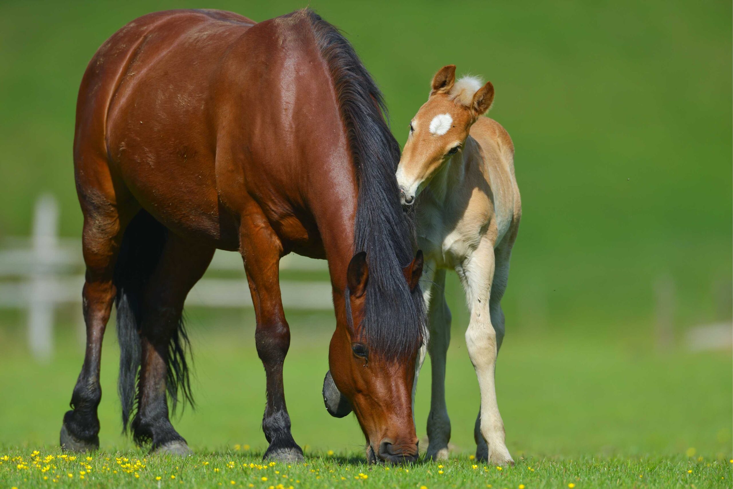 Birth alarm Pferd Birth alarm Pferd
